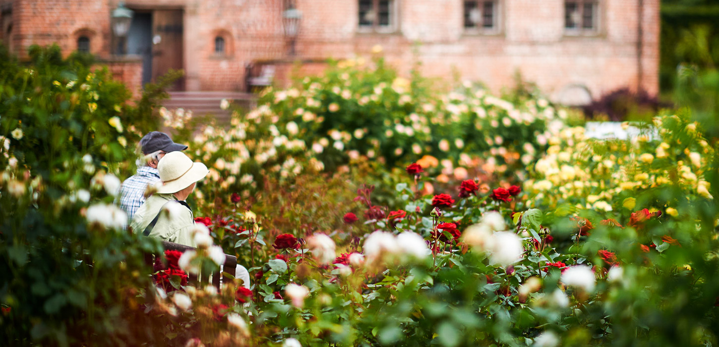 En ældre kvinde med lys sommerhat og en ældre mand med mørk kasket sidder omgiver af blomstrende roser og blomster til alle sider.