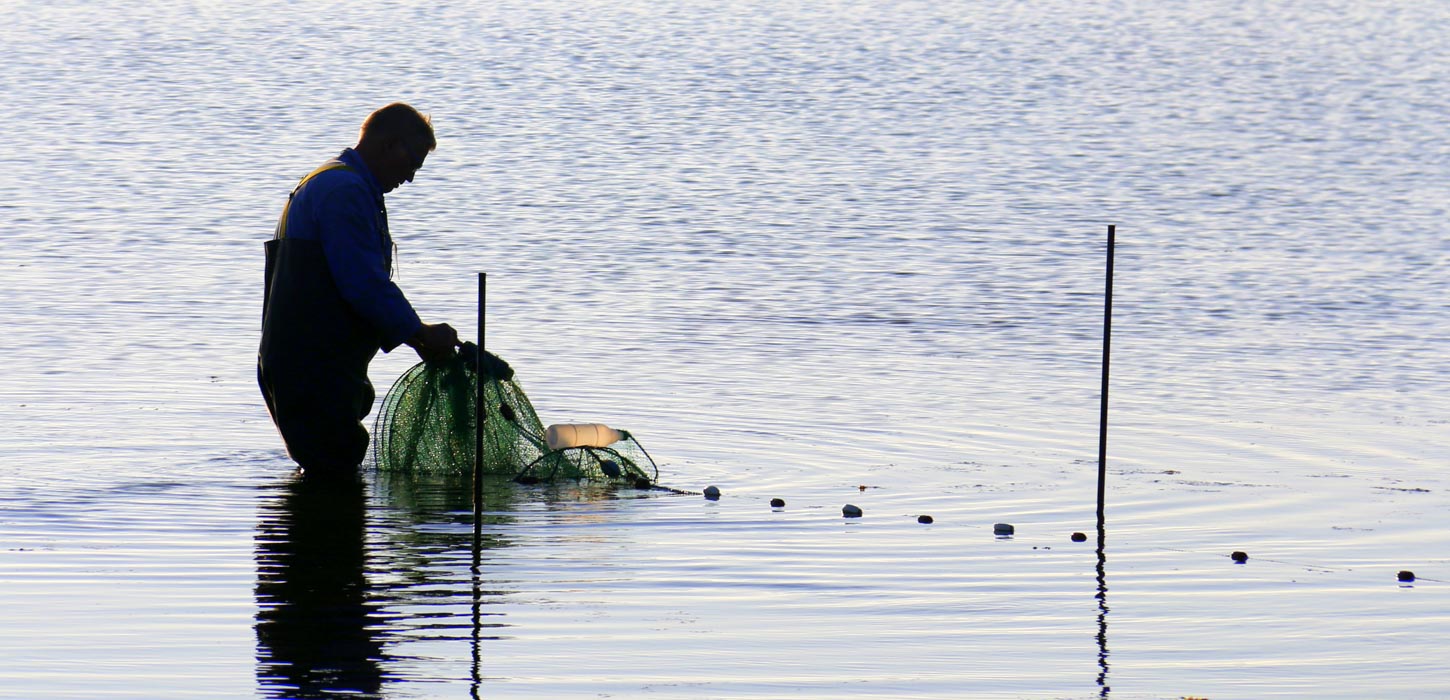 Fisker står i vandet med fiskeruse i hånden ved nogle pæle.