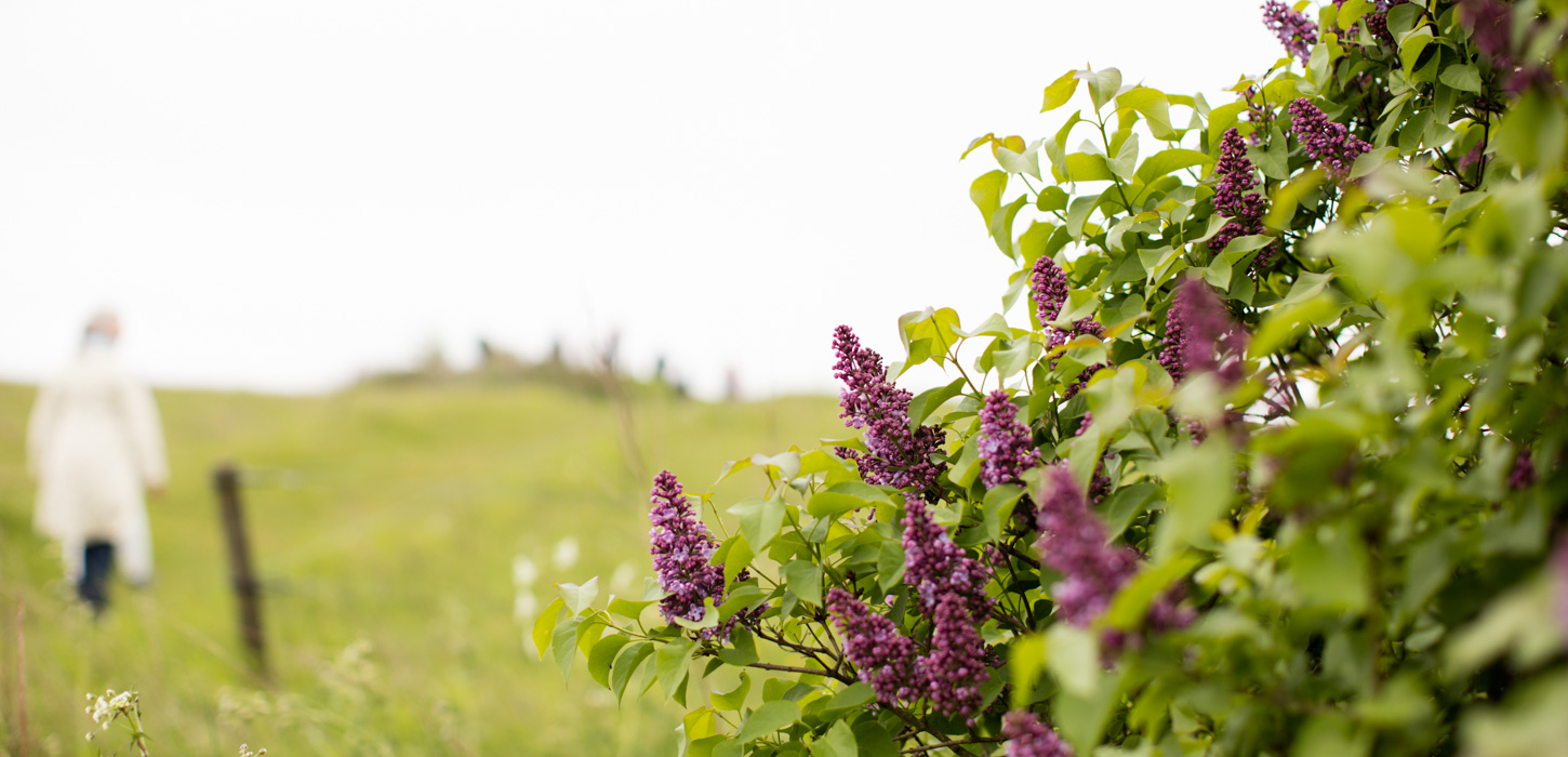 Closeup-billede af syrenhegn.