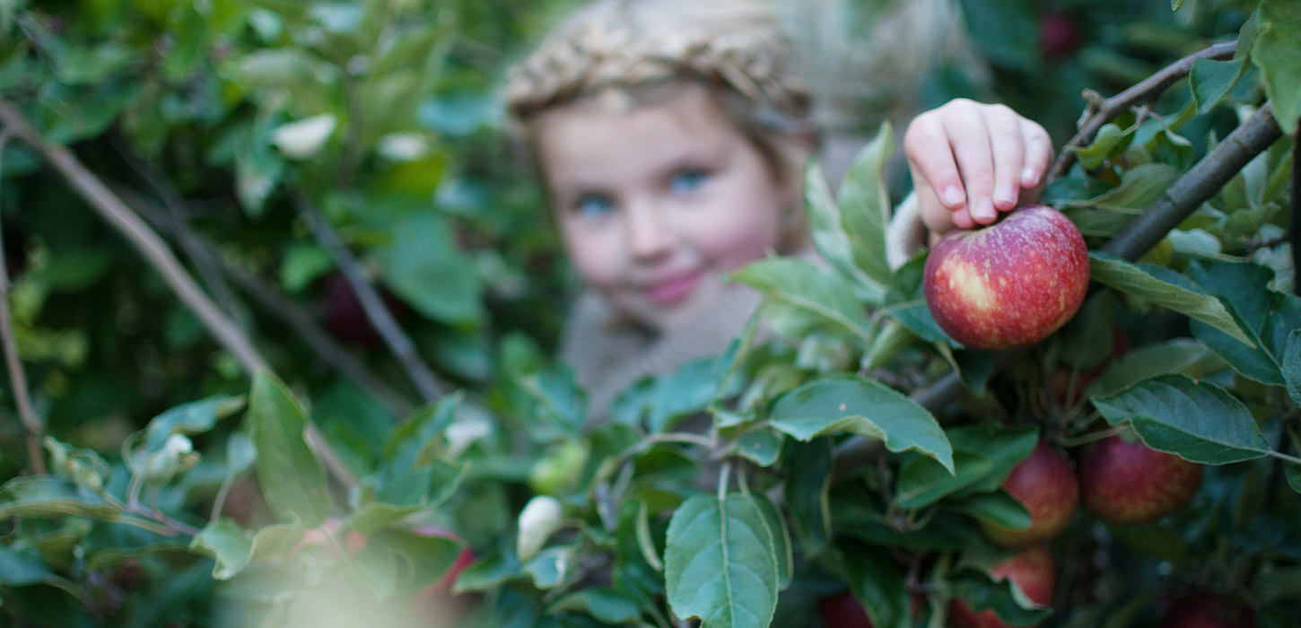 Lille pige plukker et rødt æble fra en gren med grønne blade.