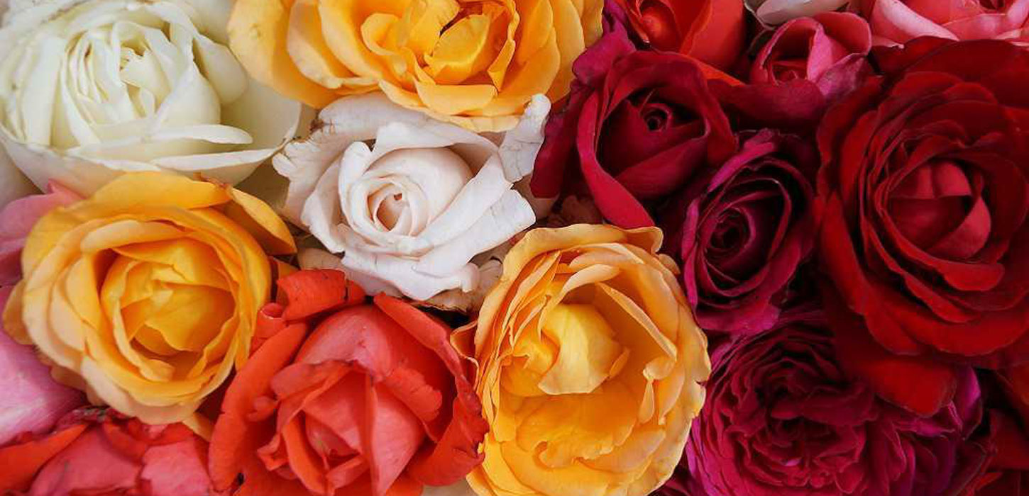 Røde, orange og hvide roser.