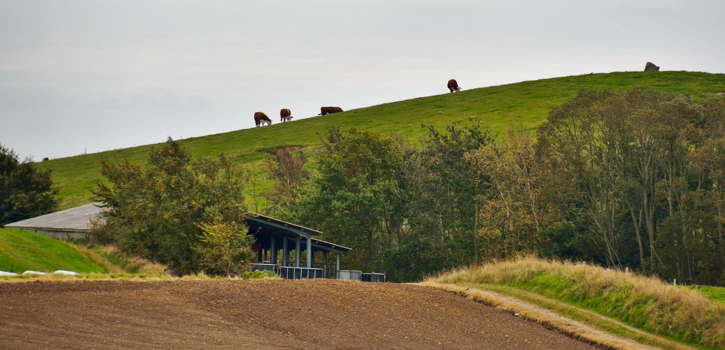 Marker og grønne omgivelser samt en flok køer, der går og græsser i baggrunden.
