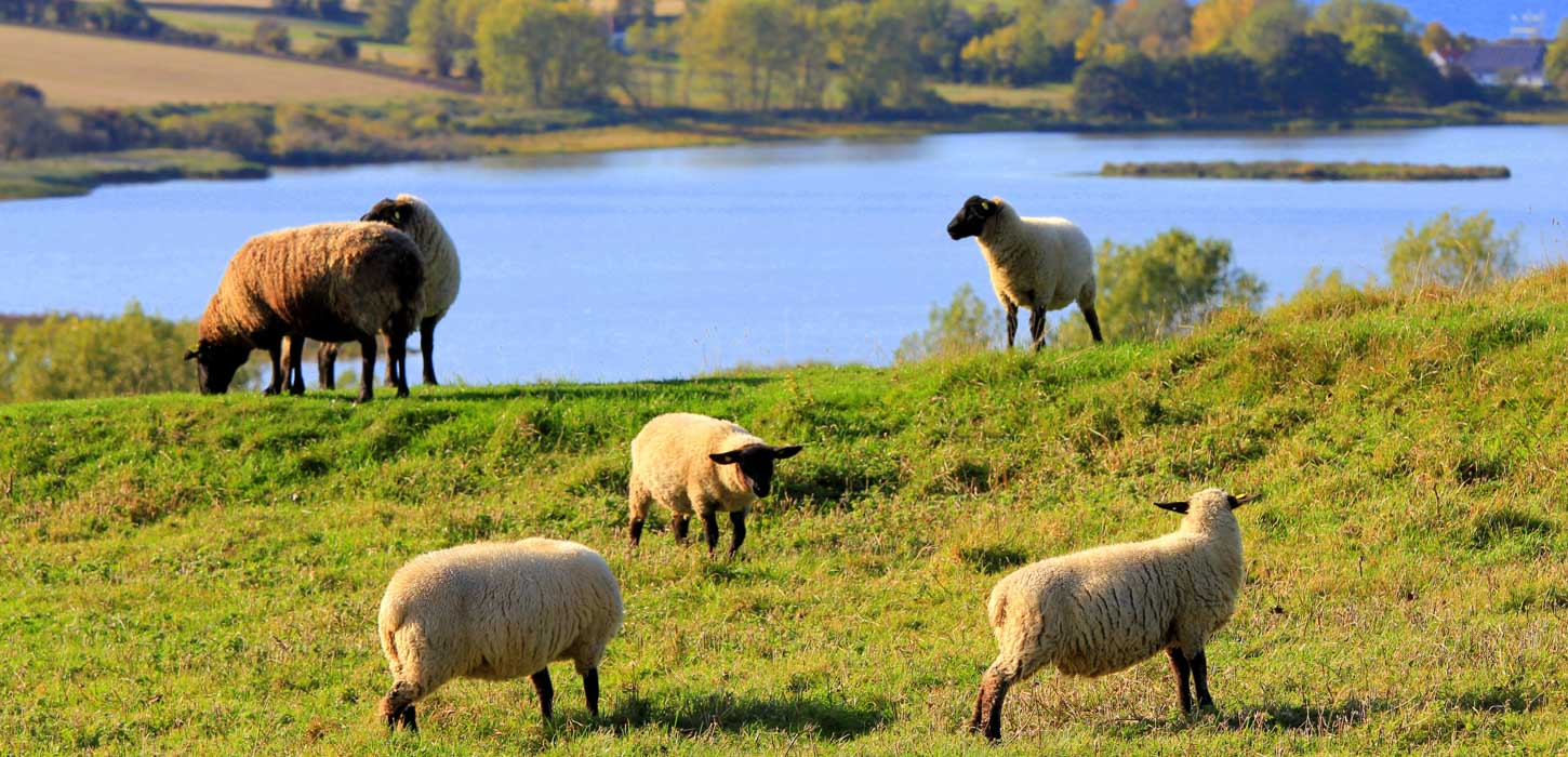 Seks får i grønne omgivelser og med vand i baggrunden.