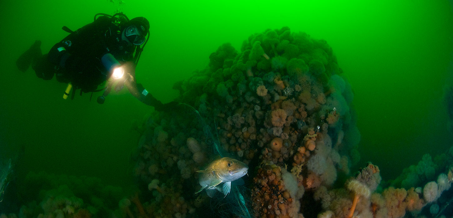 Dykker under havets overflade, der lyser med lygte på koralrev.