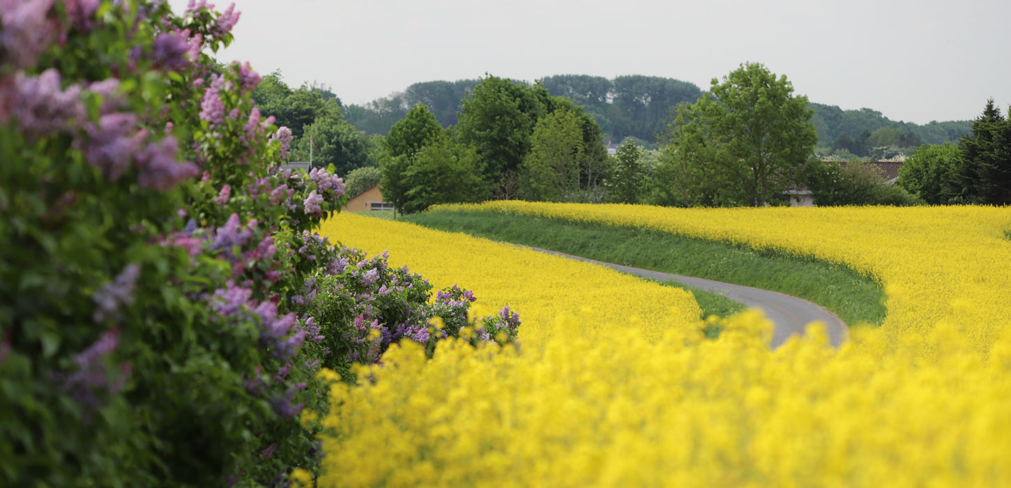 View ud over gul raspmark, der skæres igennem af en snoet vej. Blomstrende lyslilla syrenhegn i den ene side af billedet og prægtige, grønne træer i baggrunden.