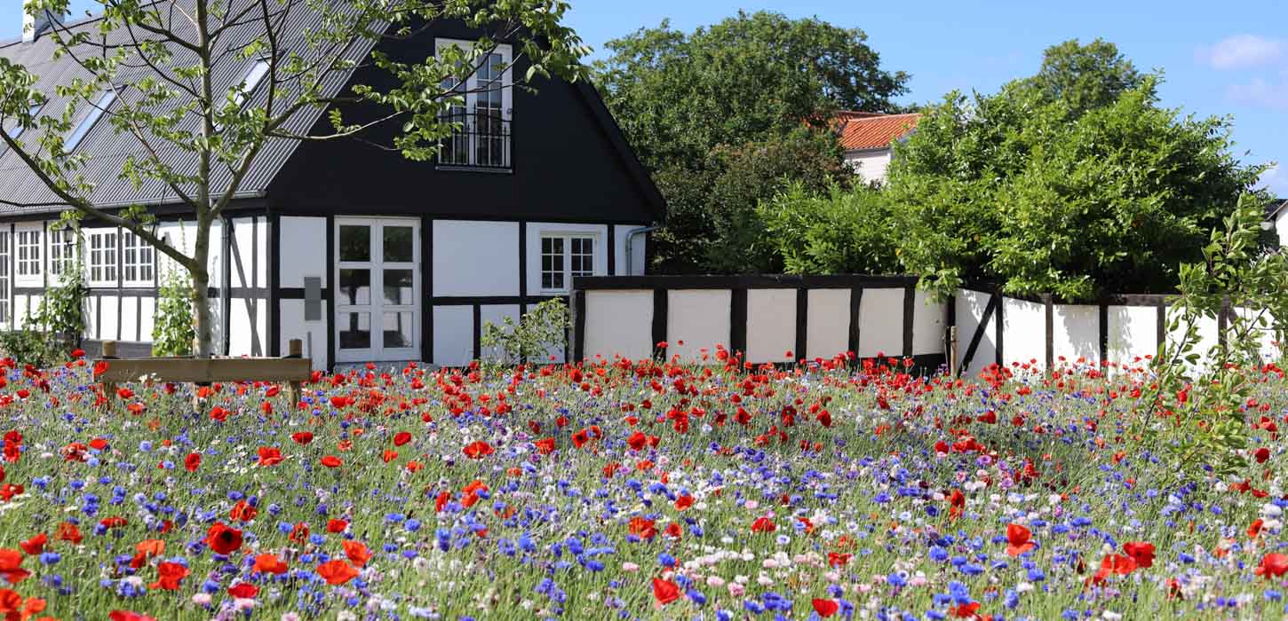 Idyllisk hvidt bindingsværkshus med sort tag på Bjørnø. I forgrunden en blomstrende mark af blå, røde og hvide sommerblomster.