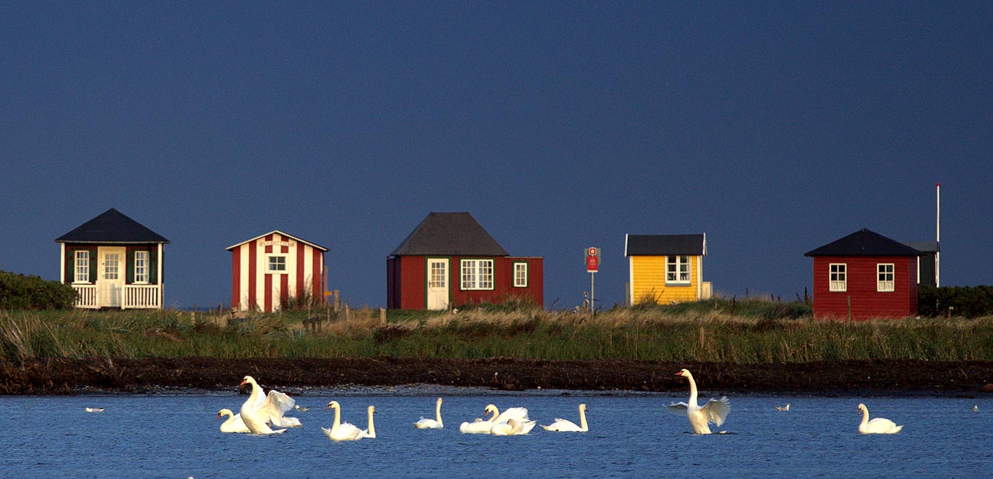 svaner og små huse ved Vesterstrand, Ærøskøbing, Ærø 