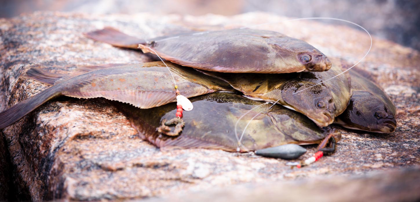 En bunke skinnende, nyfangede fladfisk på en klippeoverflade sammen med noget fiskesnøre og en rød-hvid fiskekrog.