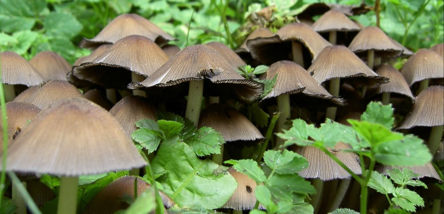 Closeup-billede af en masse svampe i skoven.