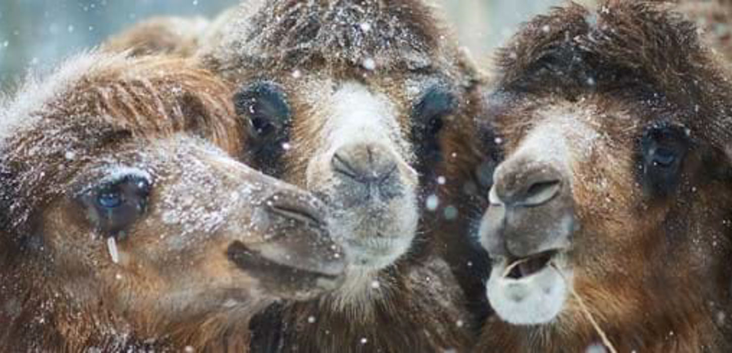 Close-up af tre kameler i snevejr.