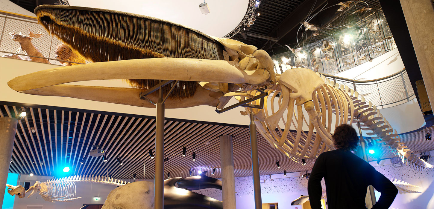 Et stort skelet af en sejhval udstillet på et museum. 