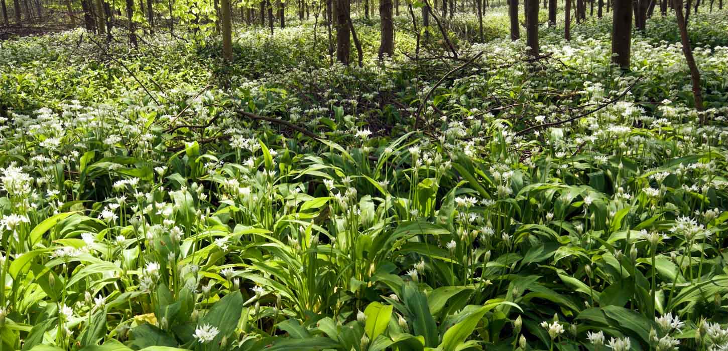 En masse ramsløg i skovbunden på en solskinsdag.