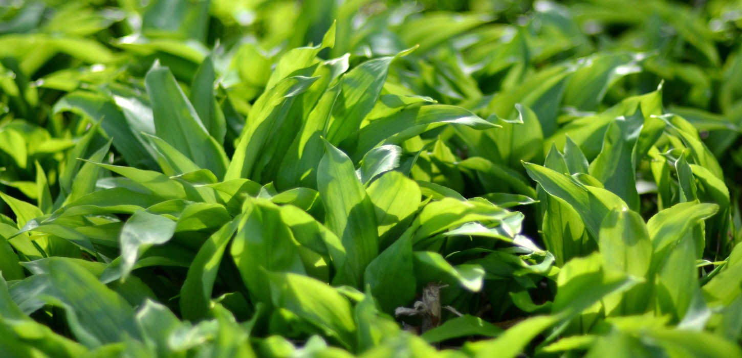 Nærbillede af et væld af lysegrønne ramsløg i skovbund. Solens stråler reflekteres i de lysgrønne blade.
