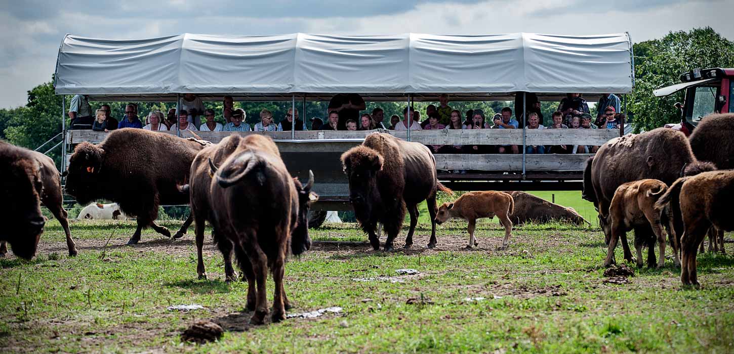 En flok bisoner med bisonkalve. I baggrunder står en masse mennesker og iagttager bisonerne under et hvidt overdække.