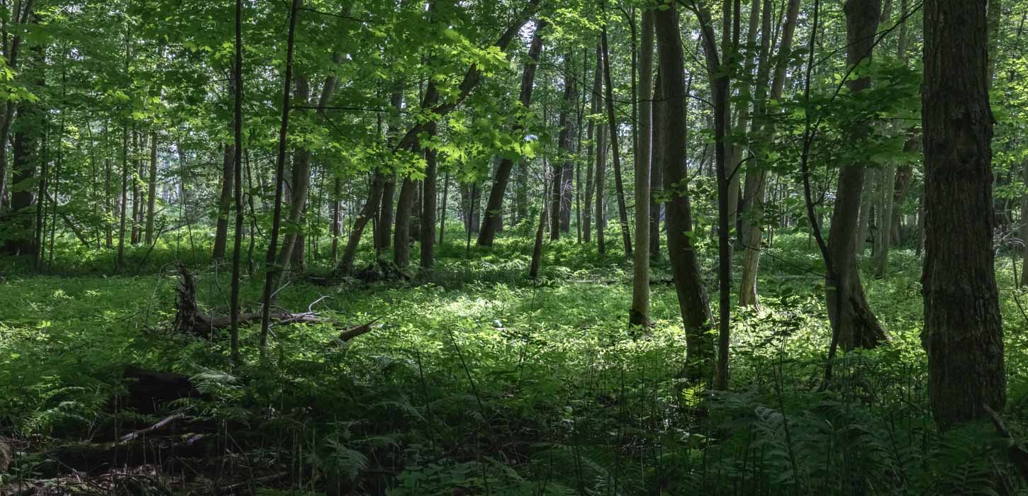 Dyb grøn skov med masser af lange, tynde træer.