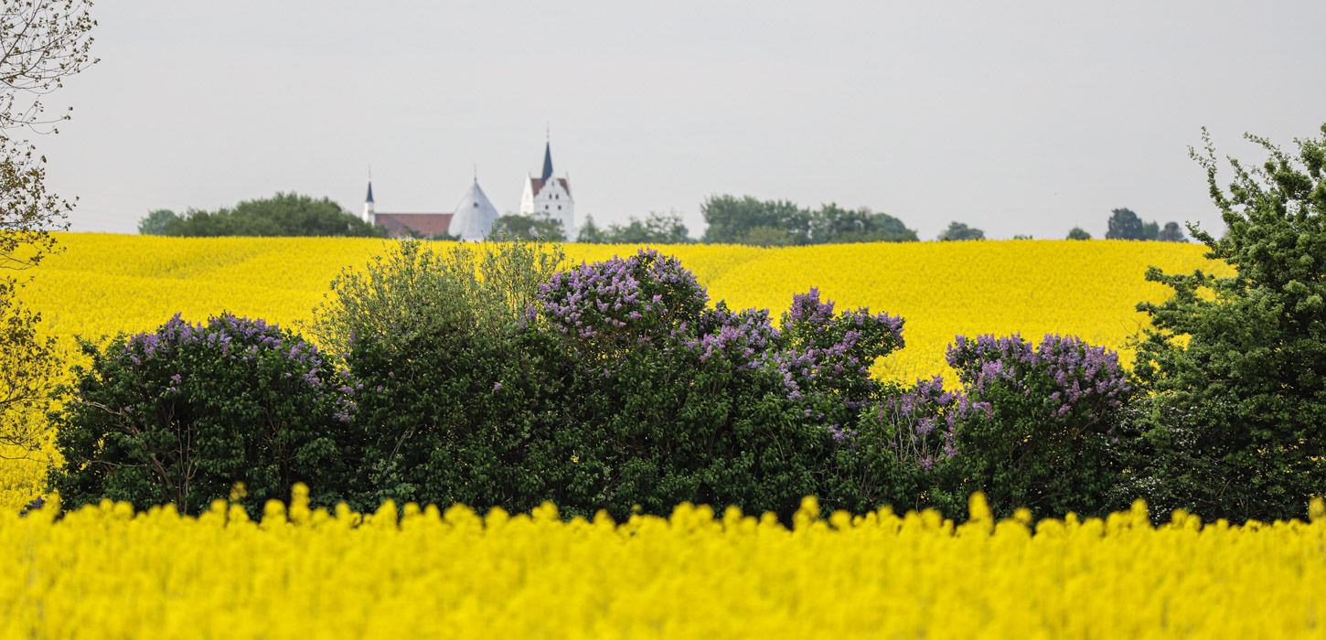 Et blomstrende syrenhegn skærer gennem en gul raspmark på tværs af billedet. I baggrunden troner en klassisk hvid kirke med røde tårne og tage sig op. Himlen er grå.