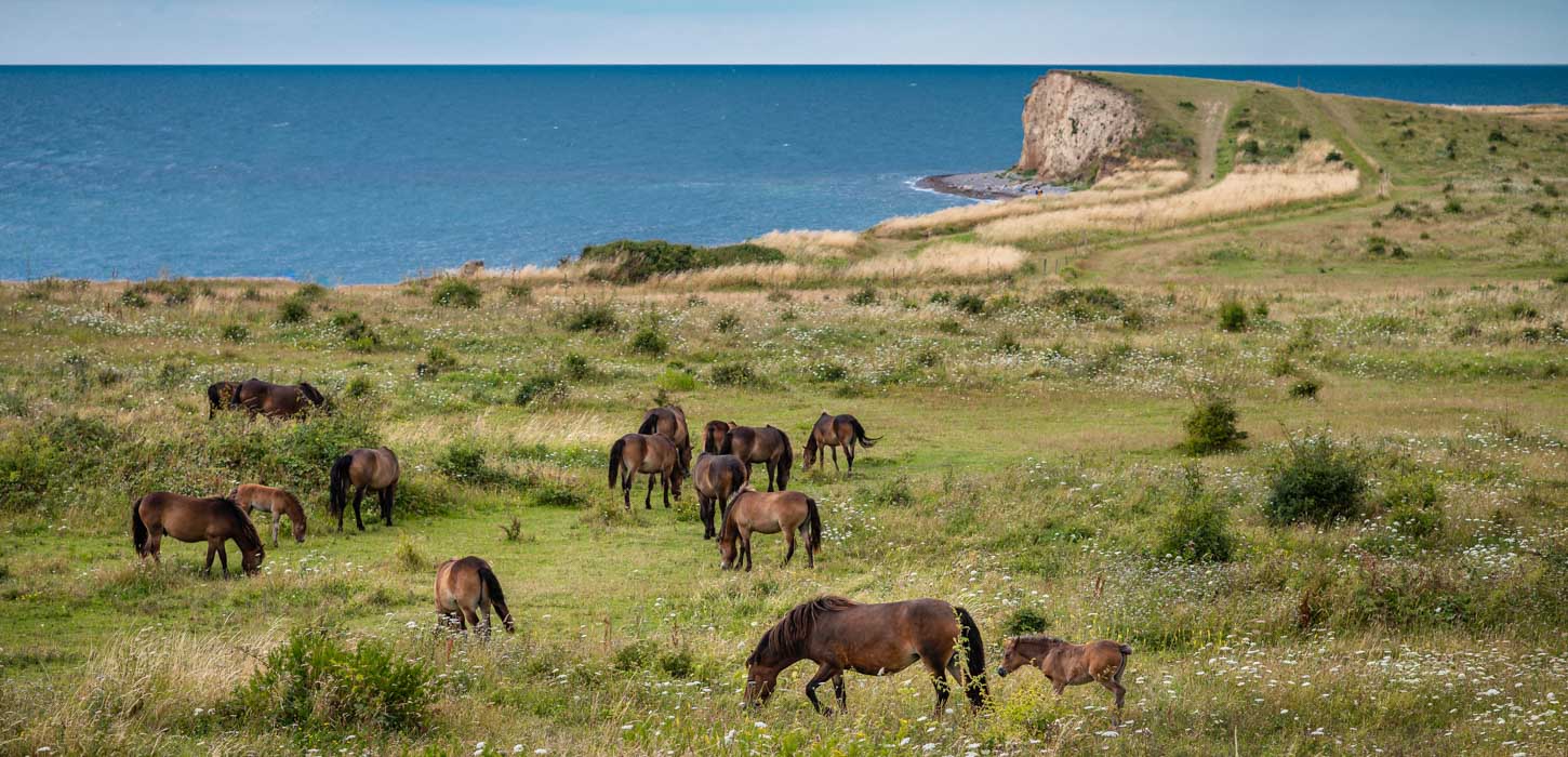 vilde heste sommer langeland natur