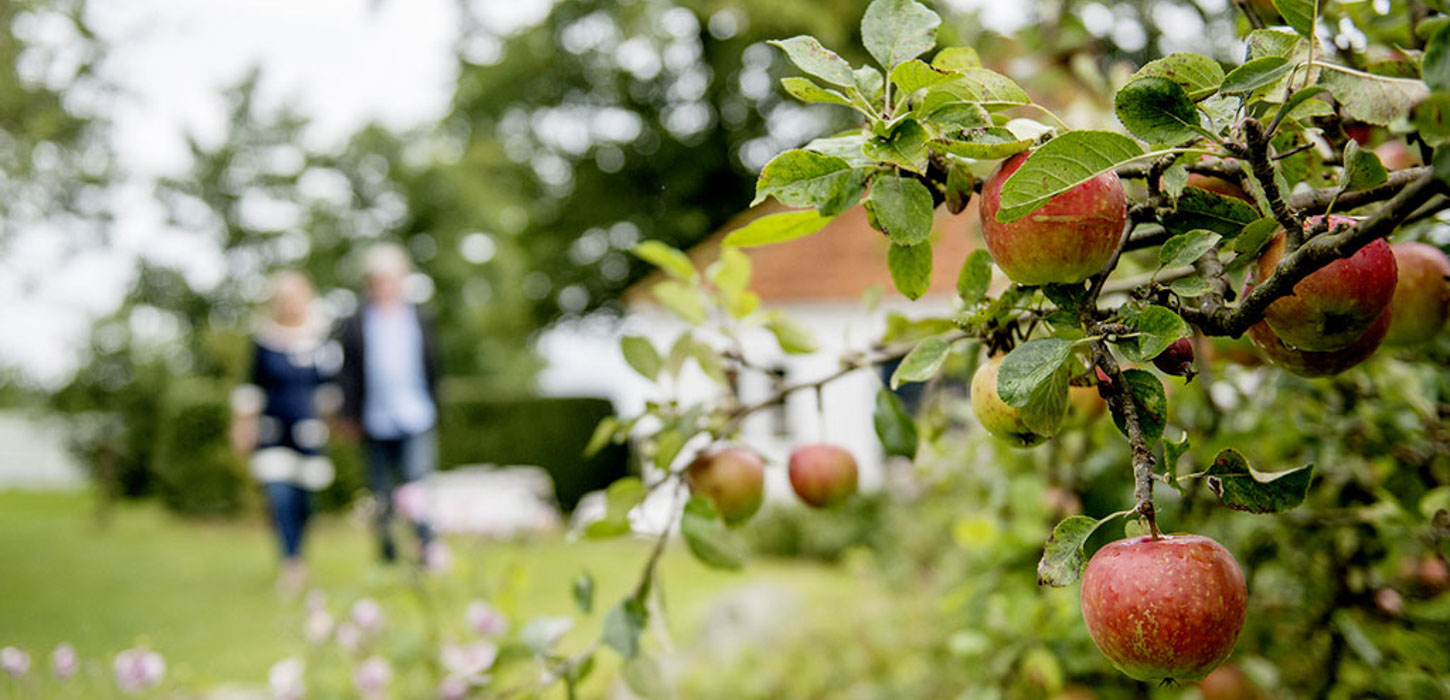 I forgrunden ses æbler på en gren. I sløret baggrund ses et par gående hånd i hånd.