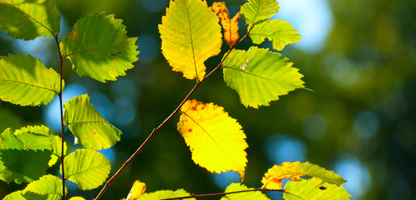 Nærbillede af grønne bøgeblade, der lyses op af solen.