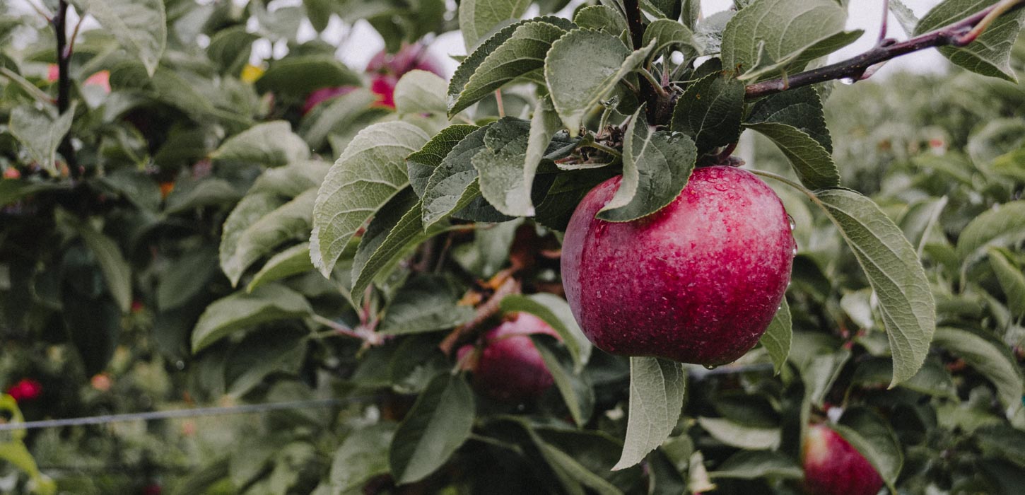 Rødt æble på gren med grønne blade.