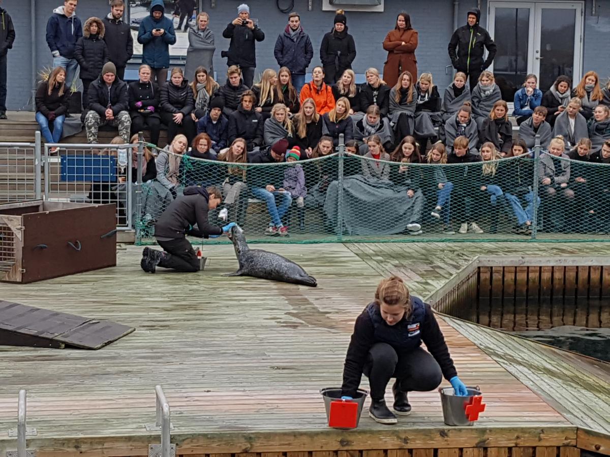 To dyrepassere inde ved en søløve. Den ene sidder på knæ og interagerer med søløven, den anden sidder på knæ i forgrunden med to spande. I baggrunden ses en del mennesker på en tribunde, der sidder og overværer fodringen.