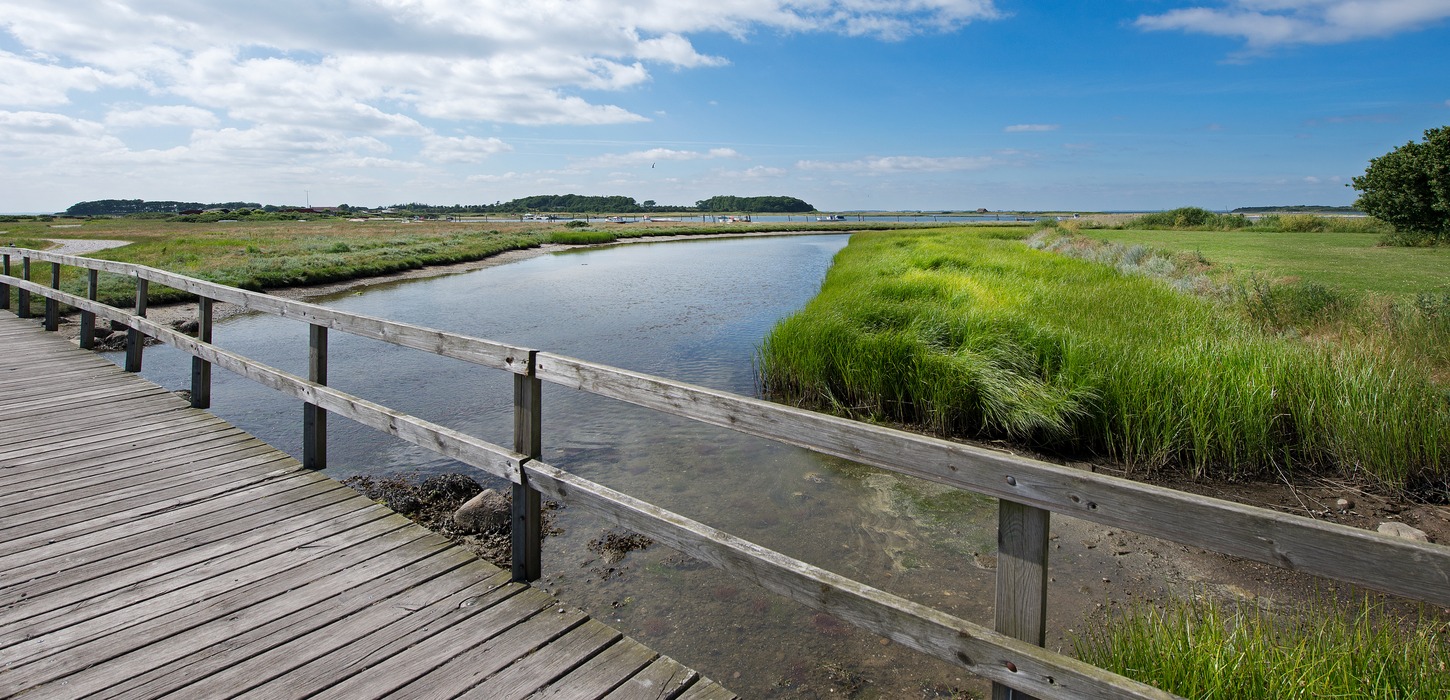 Naturområde med grønt siv og en bro over en å