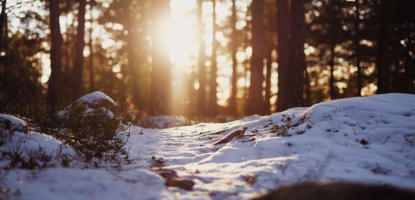 Frøperspektiv af skovbunden, som er dækket af sne og i horisonten skinne solen igennem træerne