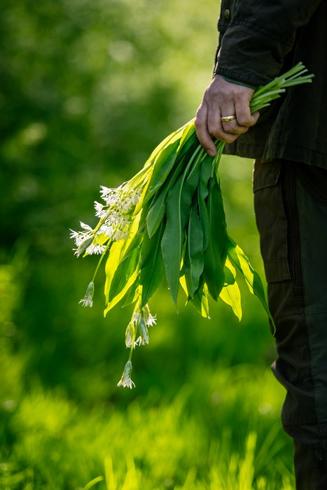 Close-up på en hånd der holder en plukket buket ramsløg.