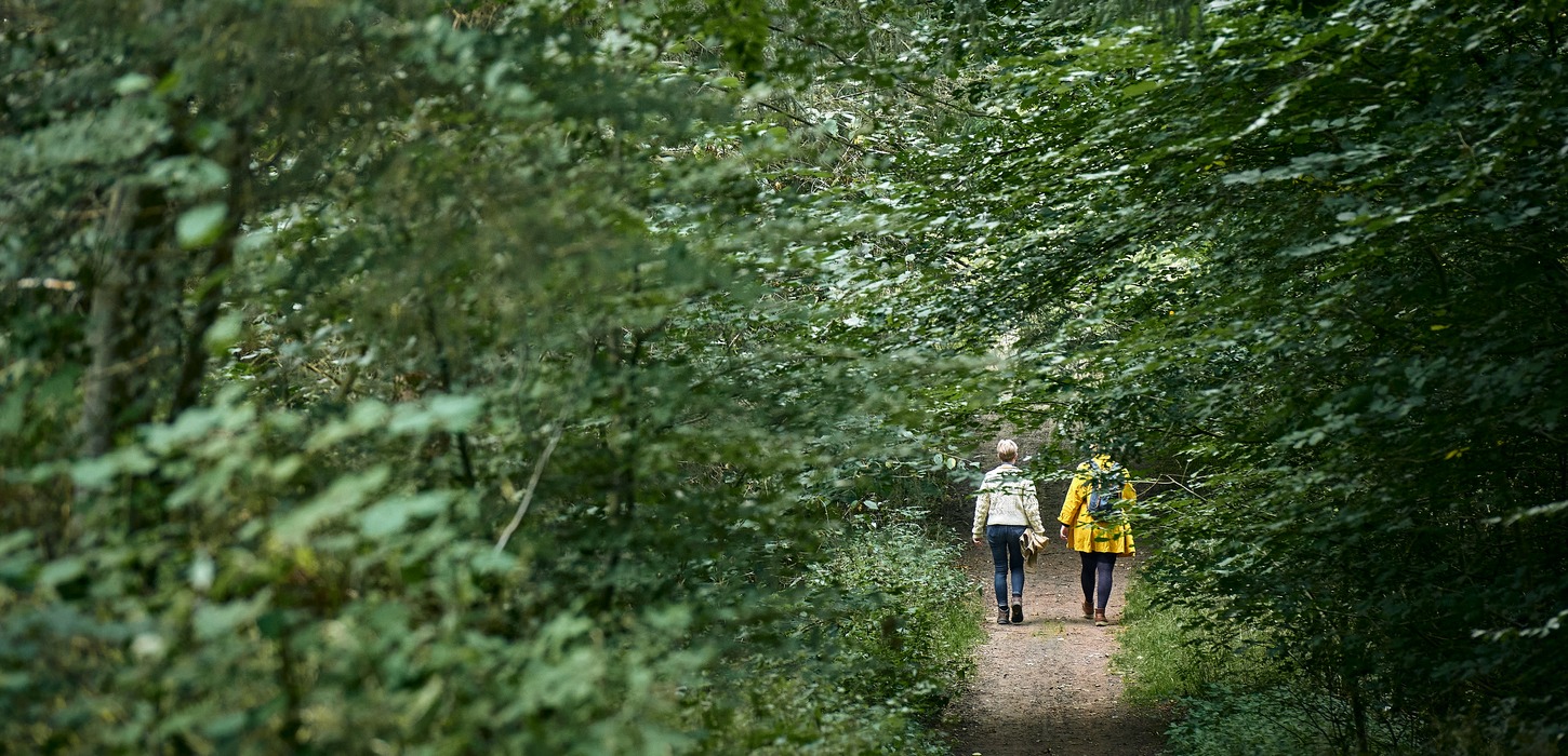 To mennesker går tur i skovterræn