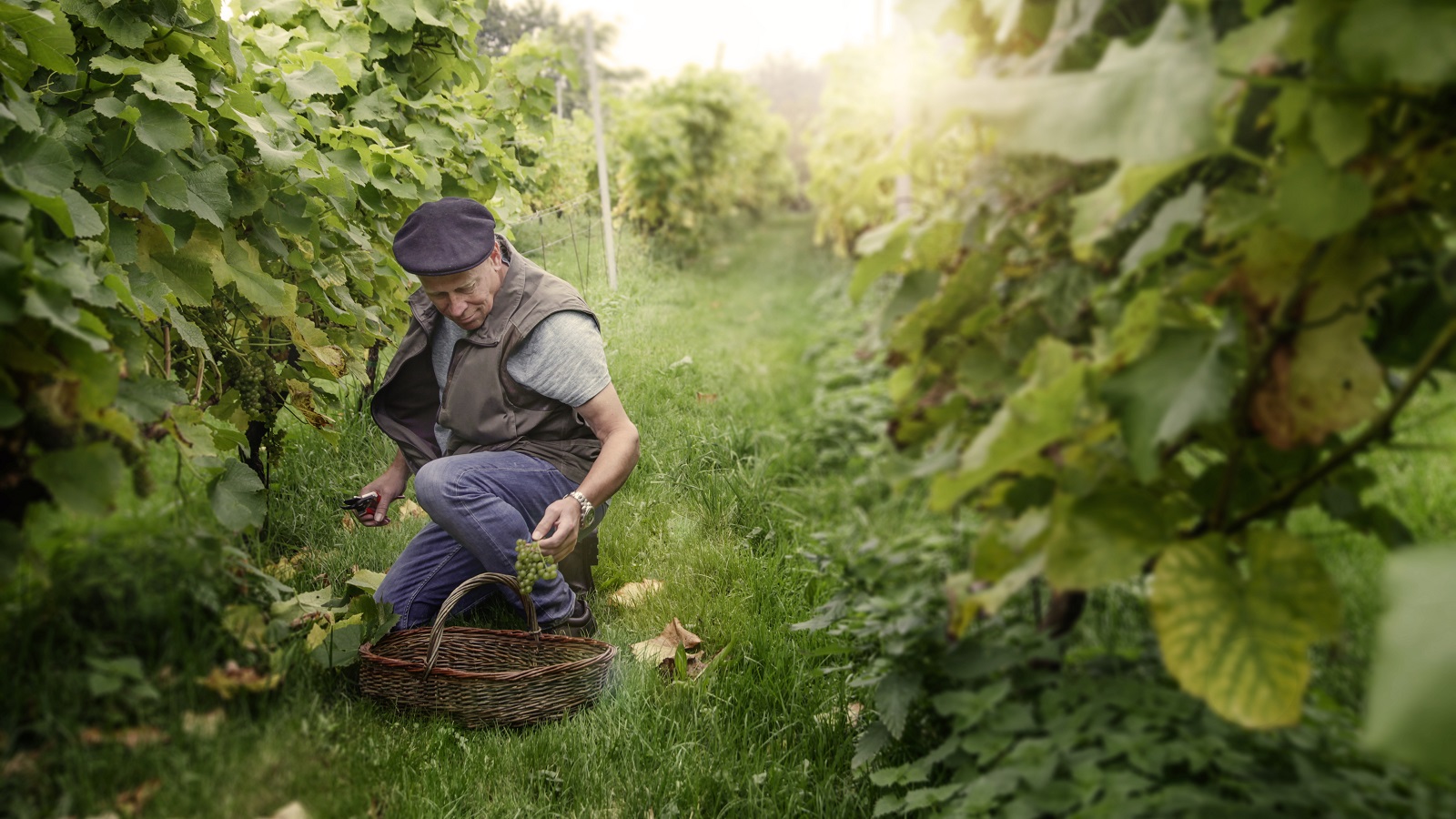Mand sidder på hug midt i vinrankerne og fylder en kurv.