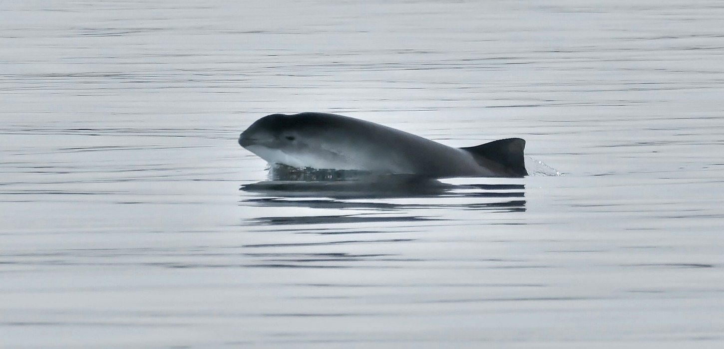Et marsvin er halvvejs oppe af et spejlblank hav.