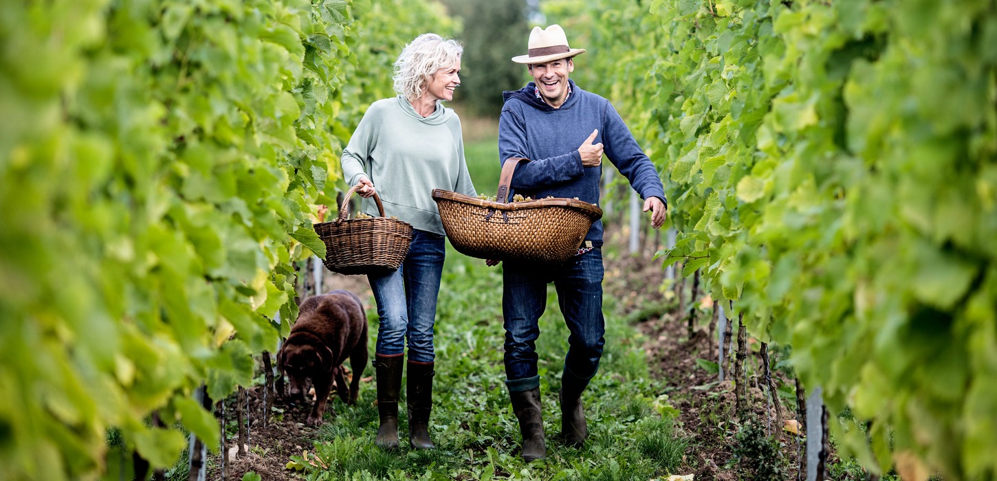 Et ældre par går gennem høje, grønne vinranker med en kurv hver på armen og en hund ved siden af.