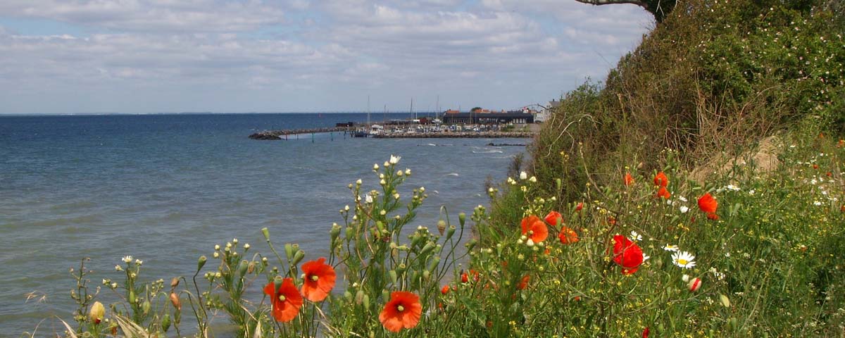 Et billede af en kyststrækning fyldt med højt græs og markblomster. I baggrunden mødes havet og himlen kun afbrudt af en havn.