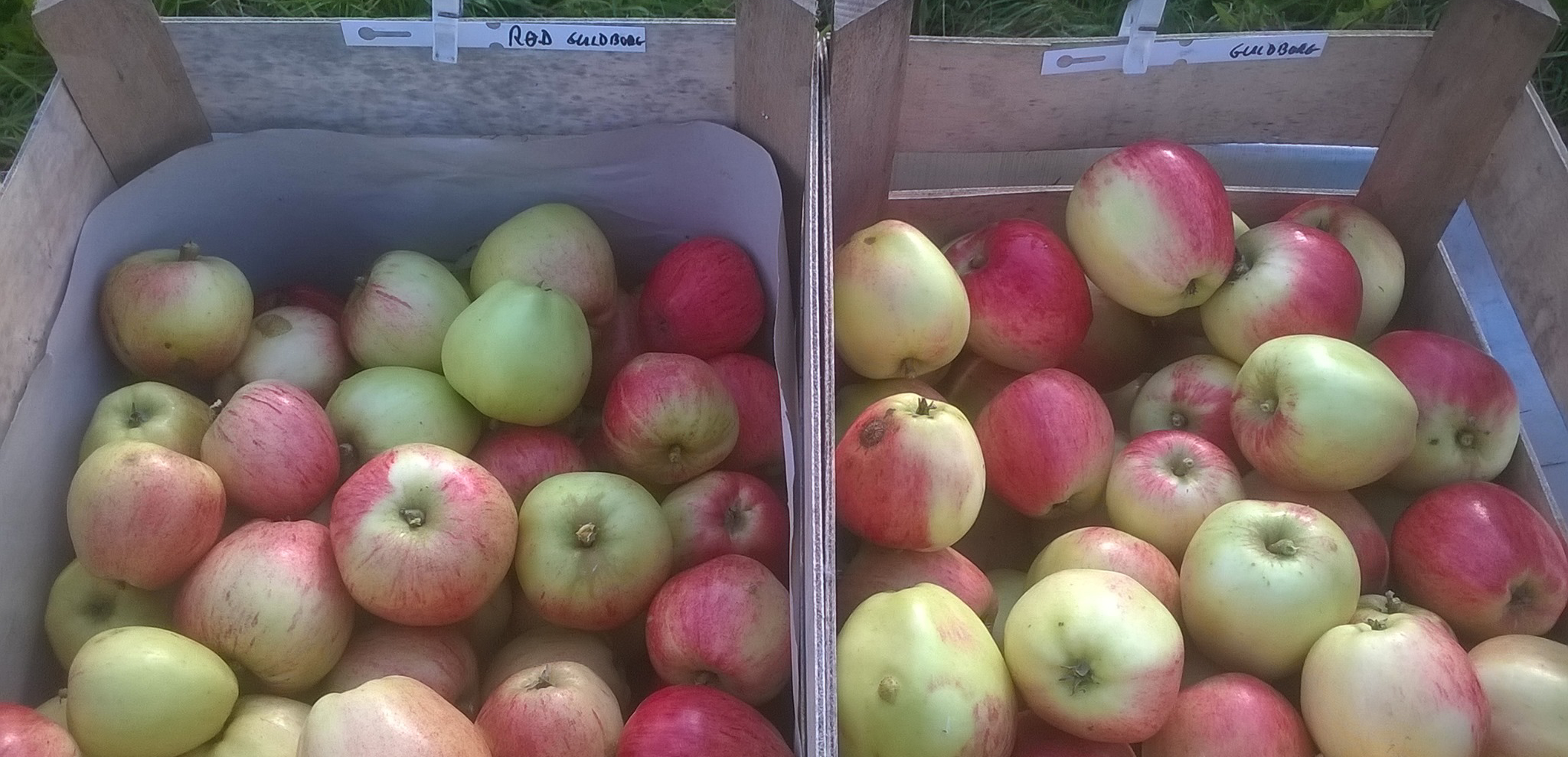 To kasser med røde og grønne æbler