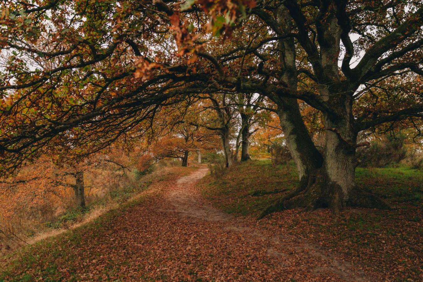 Flot efterårslandskab med en sti under store, krogede træer.