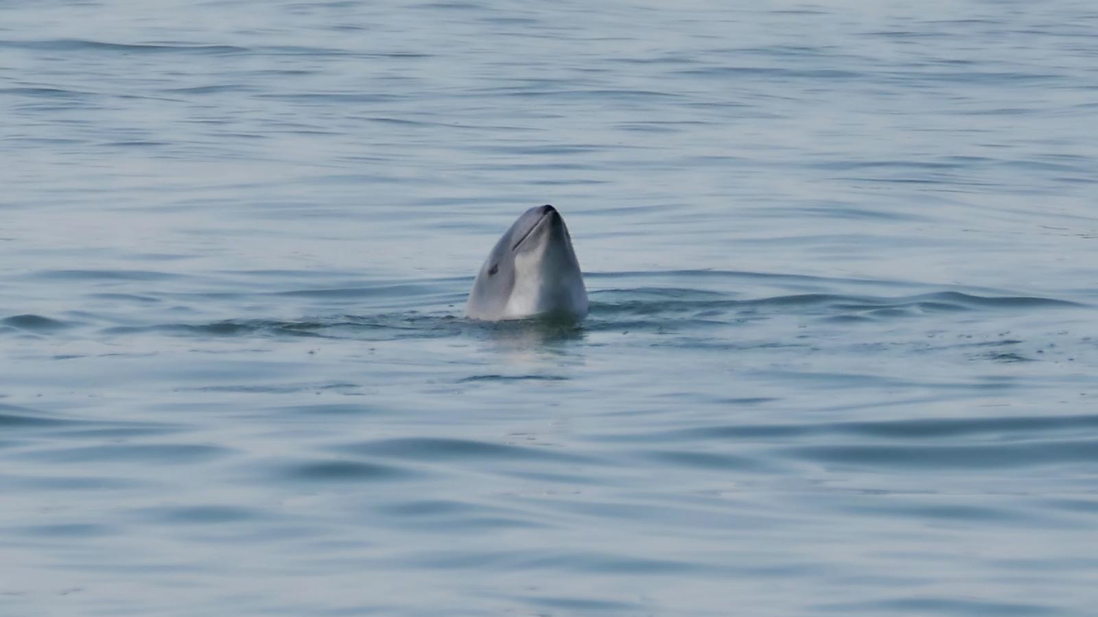 Marsvin stikker hovedet op ad vandet