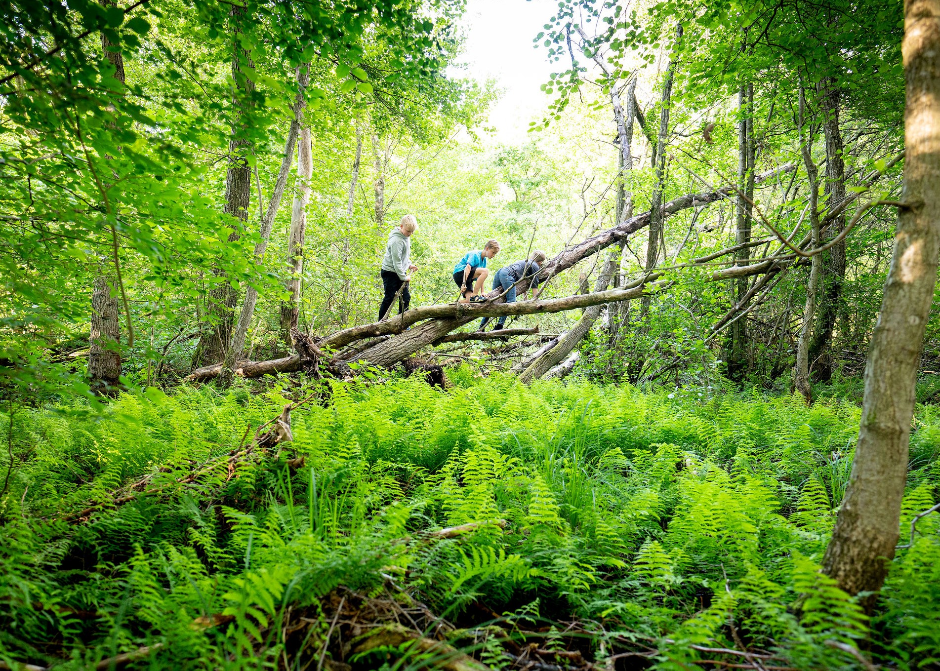 Tre børn er ved at krydse en træstamme i en grøn skov.