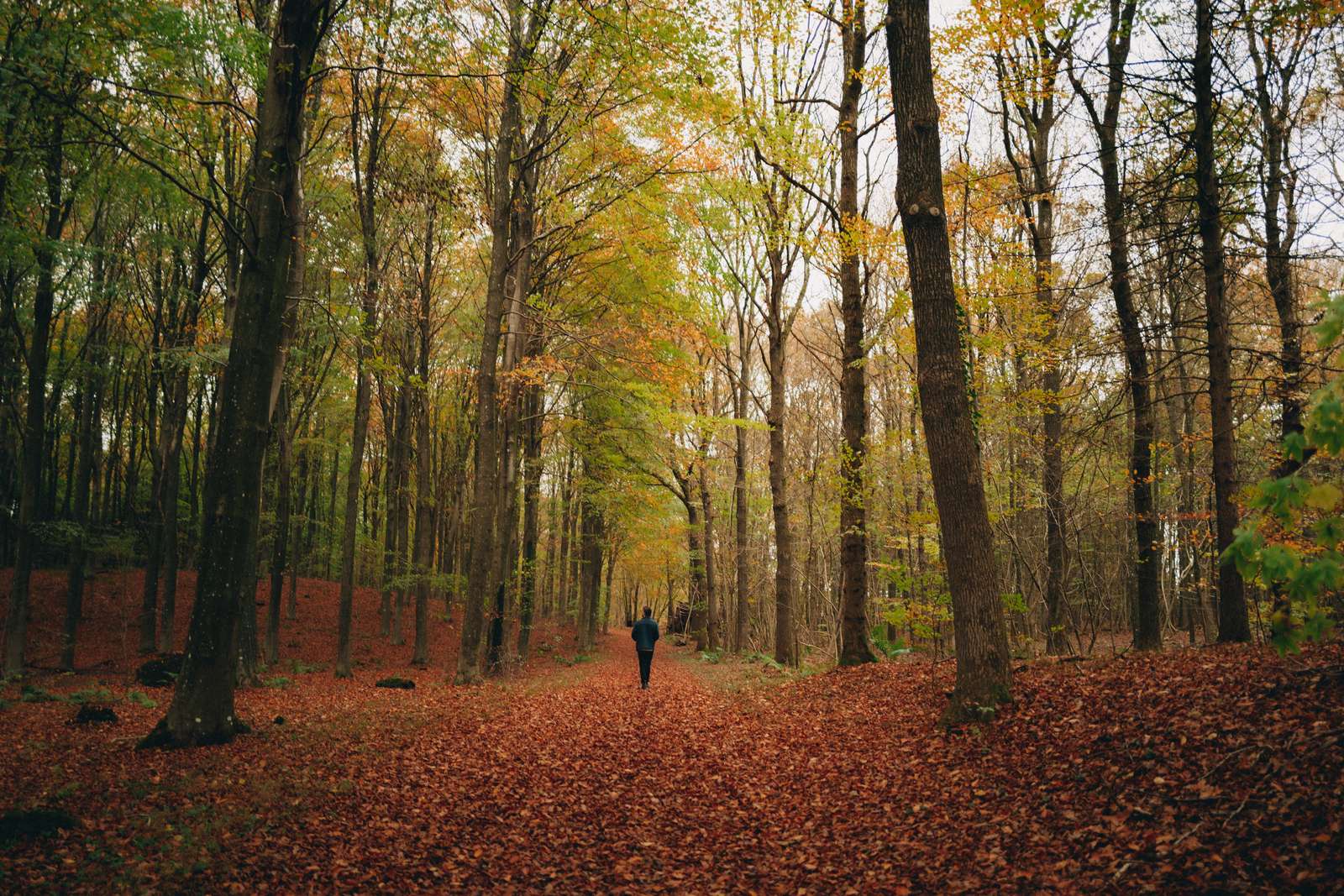 Mand ses langt fra gående i en skov. Bunden er fyldt med brune visne blade og træerne er ved at smide de sidste blade.