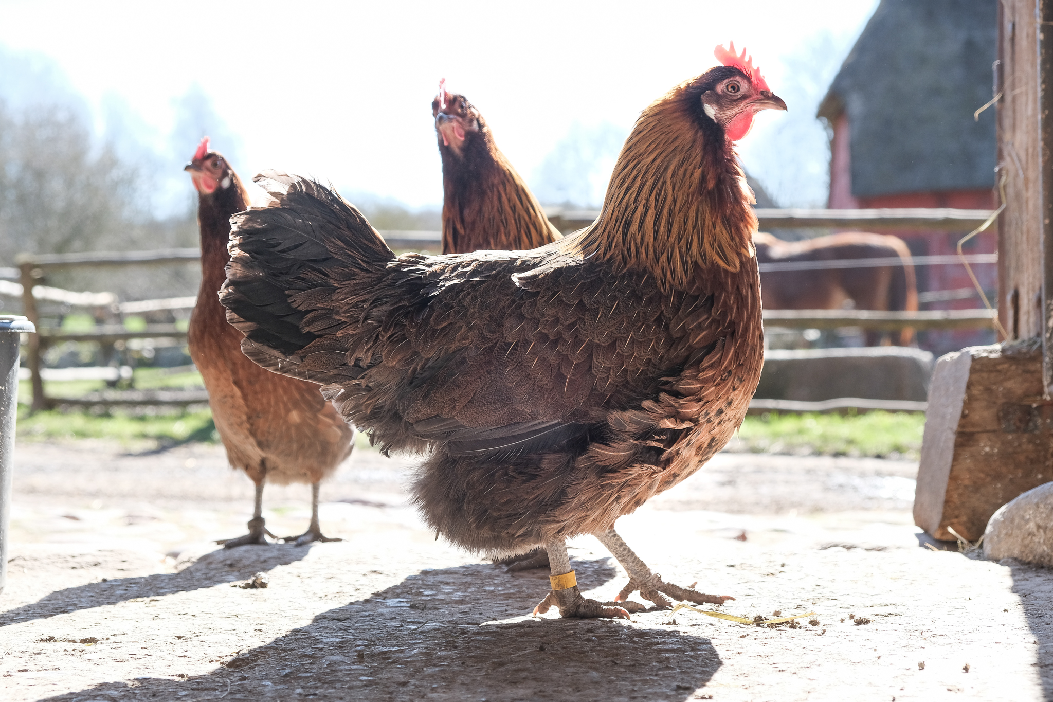 En helt almindelig dansk rød høne 