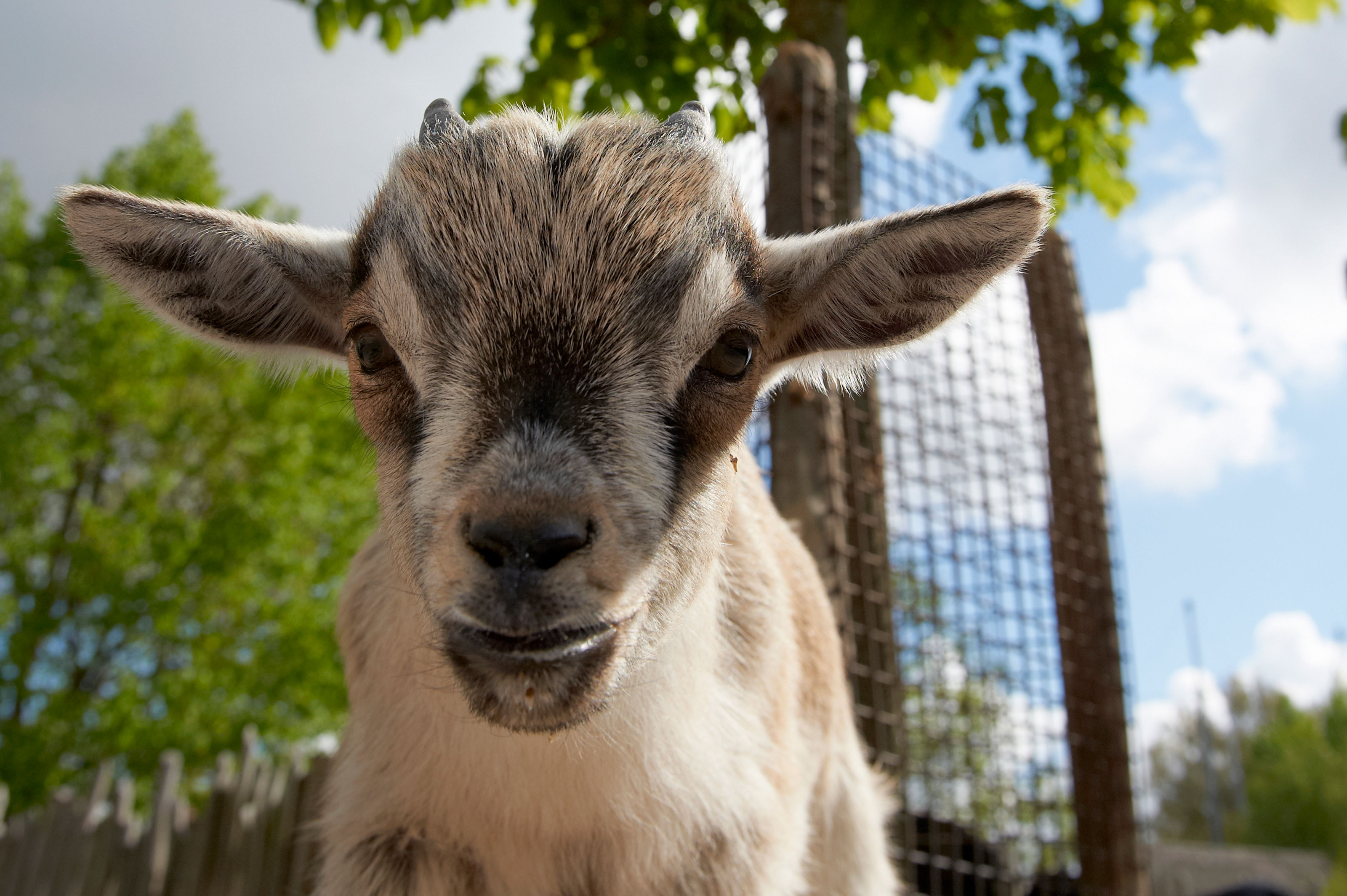 et gedekid fra Odense ZOO