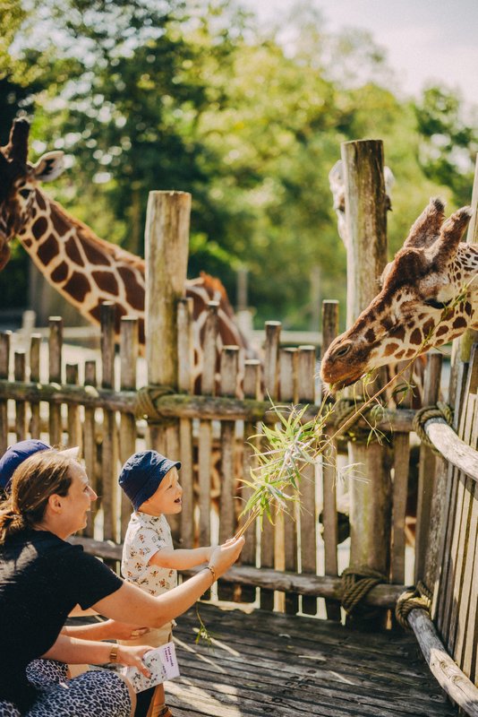 En mor og hendes lille barn fodrer en giraf i solskinsvejr