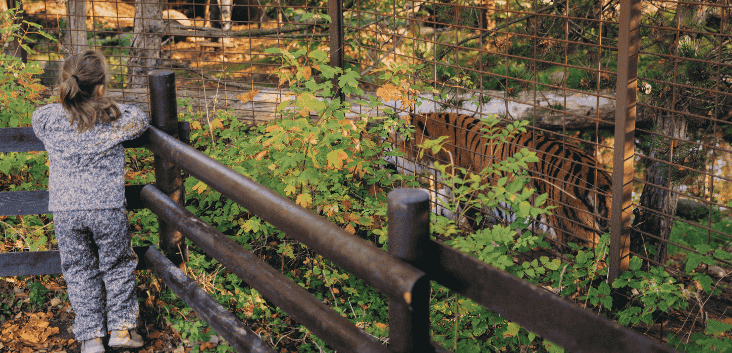 En lille pige i udendørstøj læner sig op ad et rækværk ind til en indhegning, hvor der går en tiger