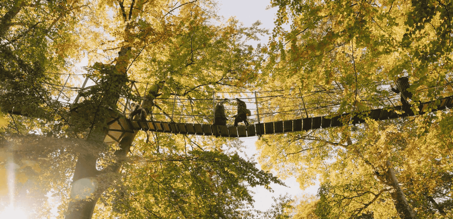 Tre mennesker går på en hængebro oppe i trækronerne på nogle høje egetræer en solskinsrig efterårsdag 