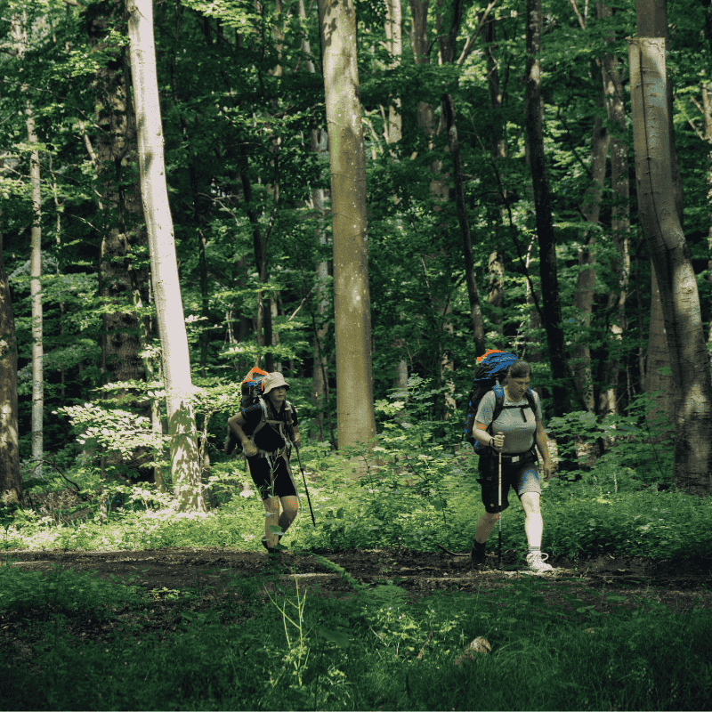 To kvinder vandrer igennem grøn skov med vandrestave og rygsække