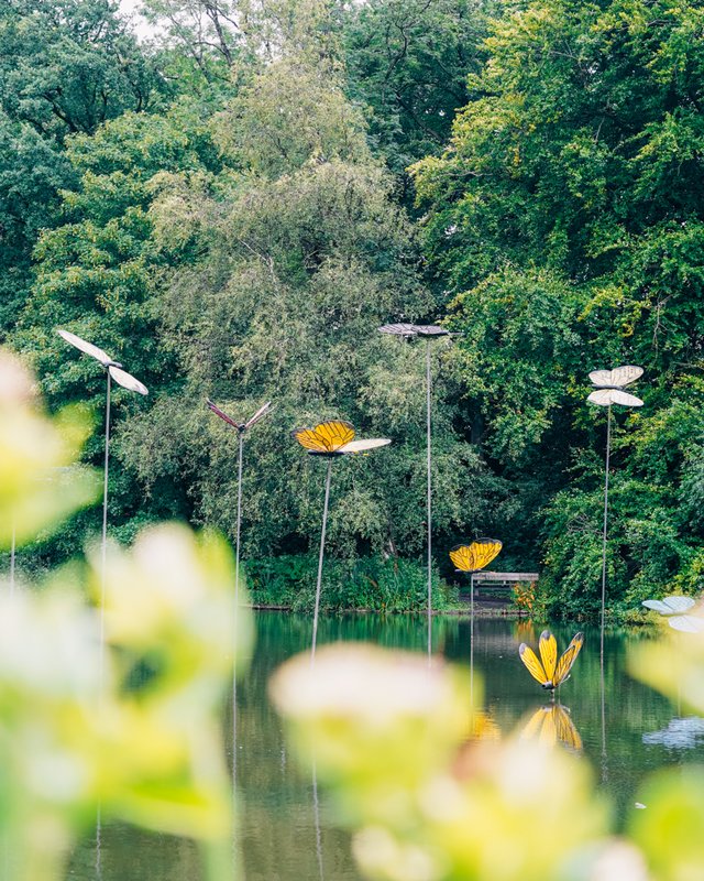 Sommerfugleskulturer i Odense Å med grønne træer i baggrunden