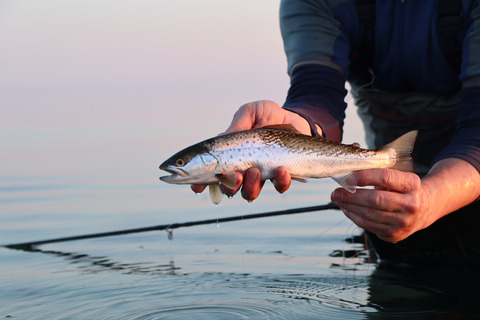 En friskfanget havørred bliver holdt af en fisker i havet