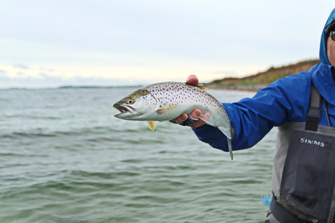 En havørred bliver holdt af en fisker i waders, som står i havet