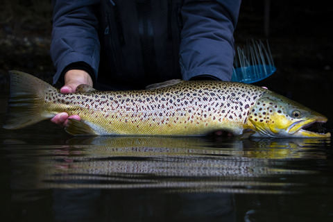En havørred holdt af to hænder