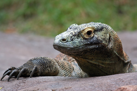 En komodovaran hos Vissenbjerg Reptile Zoo