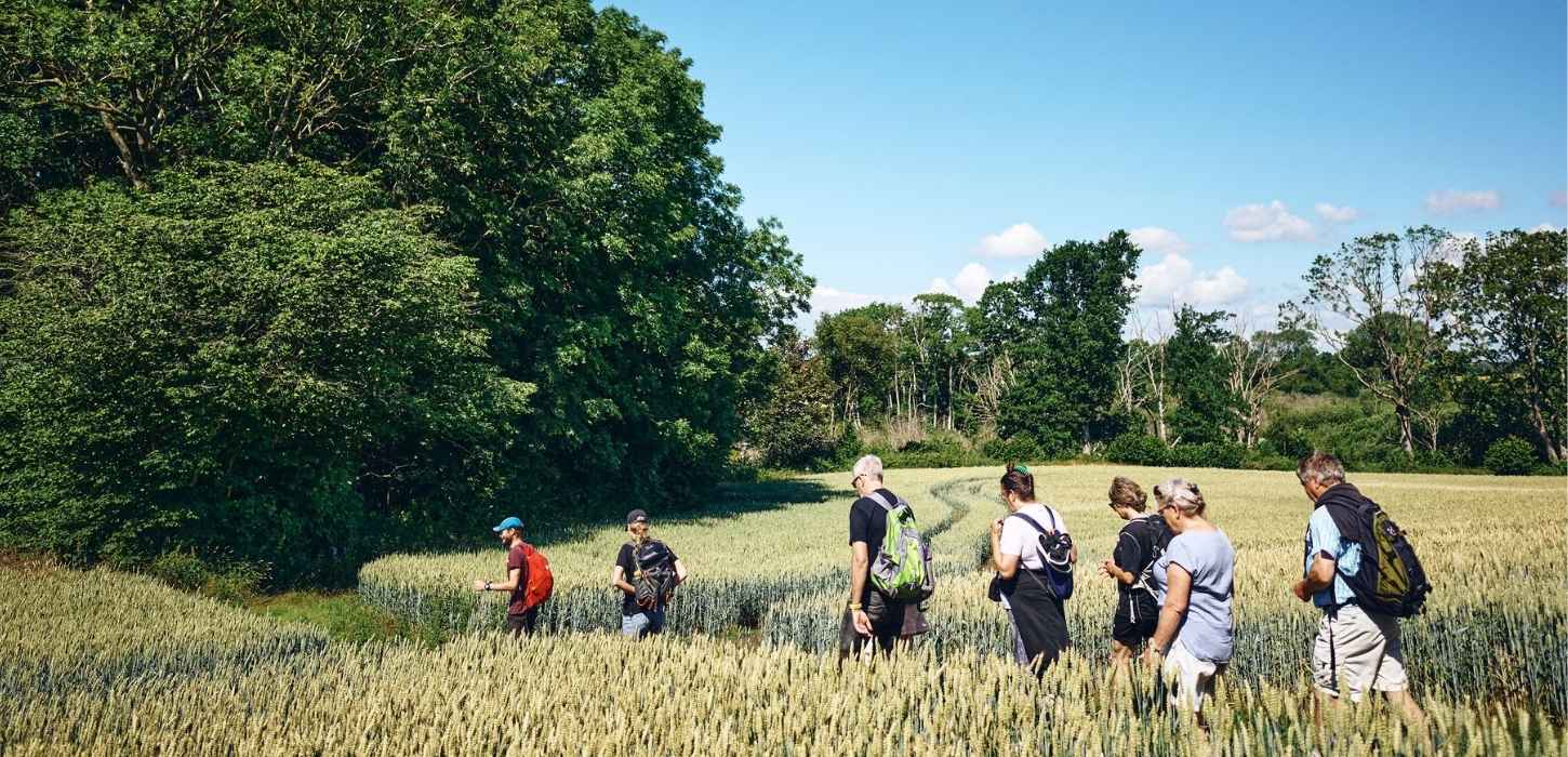 En gruppe vandrere går igennem en kornmark om sommeren